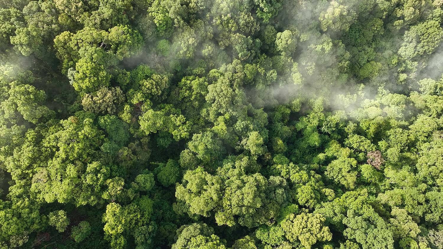 Groene bossen die symbool staan voor de verduurzaming van je logistieke keten